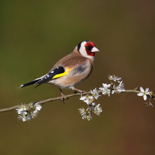Goldfinch on Blackthorn.jpg